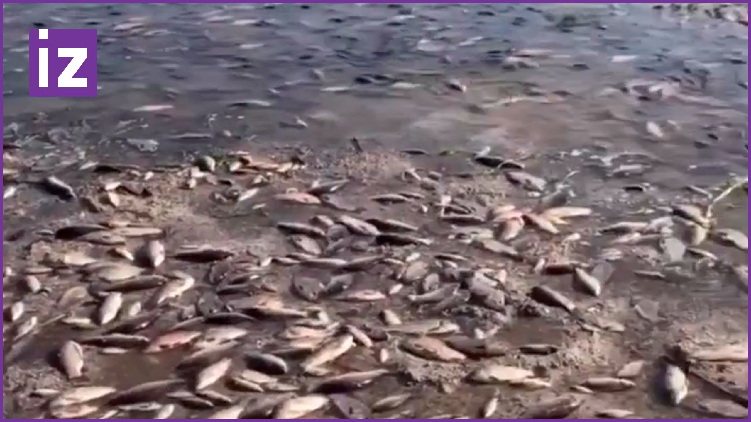 Не рыбный день: массовый мор из-за обмеления Днепра после подрыва Каховской ГЭС / Известия