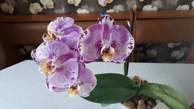 Орхидея SINGOLO P.OX. King fuller's Purple Queen, развеиваем мифы смотреть онлайн
