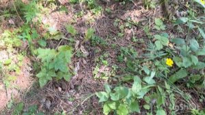 Собираем ГРИБЫ 2023.(будем сушить)