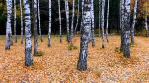 Осенние Березы. Березовая Роща Осенью. Красивая Березовая Роща. Футажи для видеомонтажа