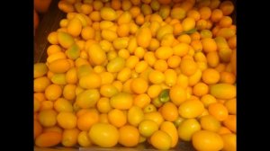 Кумкват Польза и вред Как едят кумкват