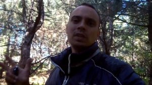 Супер способ размножения смородины / Как правильно посадить куст смородины осенью