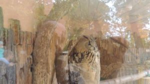 Обыкновенный филин .