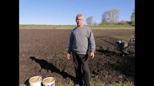 Фацелия один из лучших сидератов Подробная посадка и свойства фацелии