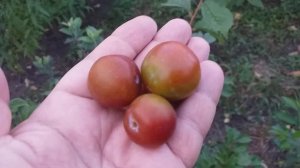 Самый морозостойкий абрикос!!! Горный абрикос Адирондак Голд (apricot Adirondack Gold). Дегустация