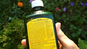 Чем подкормить огурцы