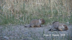 Тарбаганы 2