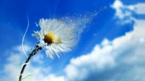 Как цветок полевой  -  Фонограмма