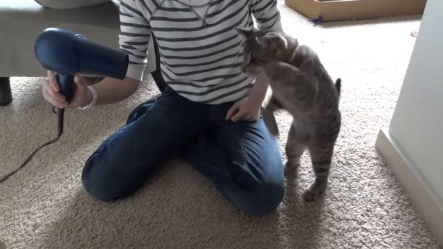 Фен+cat смотреть онлайн