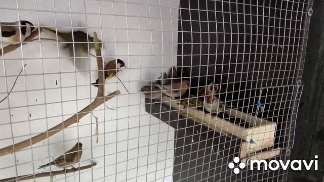 Мои певчие птицы и мои голуби / My songbirds and My pigeons /