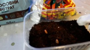 Оливковое дерево с косточки! 21.10.19