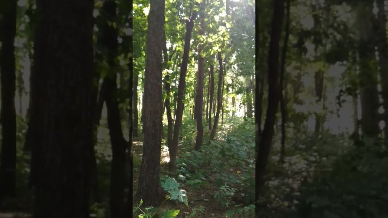 Squirrels,️️️️️ chasing of the trees, forest ,белки лесные догонялки