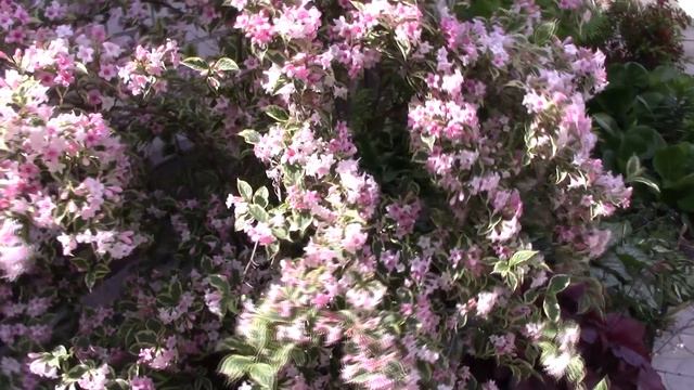 Клематис и вейгела.Каждый хорош по-своему. смотреть онлайн