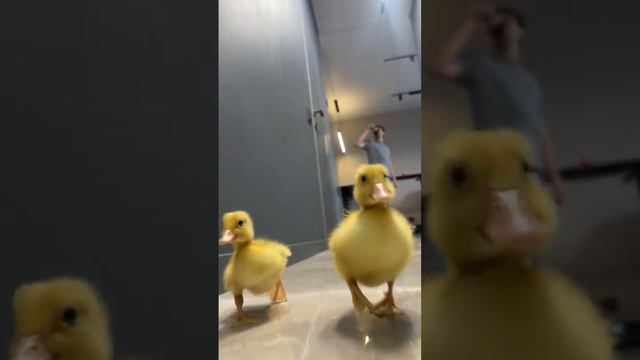 Эпичнее этого вы уже ни чего не увидите)) #юмор #сургут #абюзер смотреть онлайн