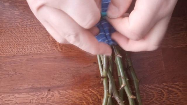 Зимнее укоренение черенков роз с применением Клонекс Геля.