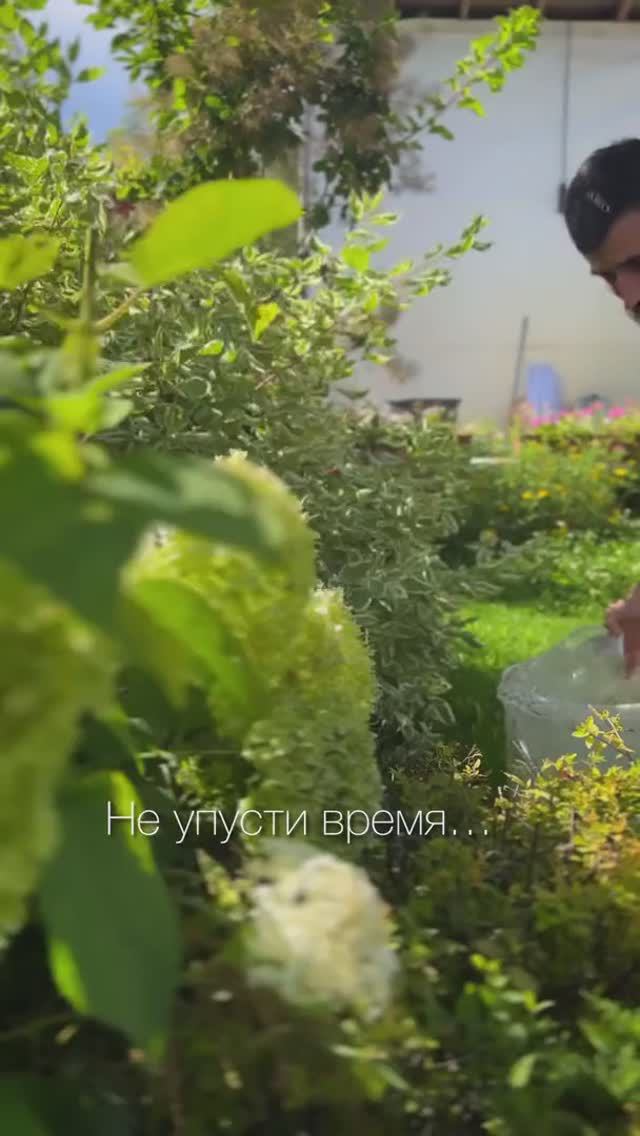 Какое удобрение вносить осенью #shorts #осень