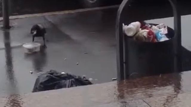 Ворона ест мясо смотреть онлайн