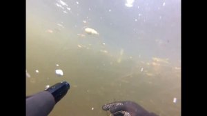 Подводная охота на реке тобол и аят сезон 2017