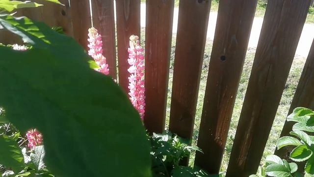Дачная жизнь Марины Линдхолм. Дача 5 06 19