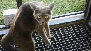 Я РЖАЛ ЦЕЛЫЙ ЧАС?ПОДБОРКА СМЕШНЫХ КОТОВ И СОБАК ДЛЯ ХОРОШЕГО НАСТРОЕНИЯ #3