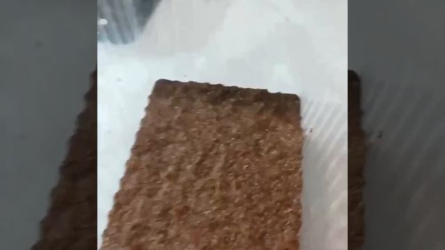 Катарантус ампельный прищипка и черенкование. Часть 1.
