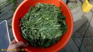 Поездка за иван-чаем, поход за земляникой, охота на проволочника.