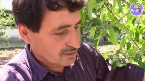 Обрезка яблони или как сформировать яблоню правильно!