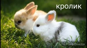 Голоса диких животных