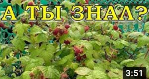 РЕМОНТАНТНАЯ МАЛИНА: секреты урожая. Правила обрезки обоих видов???