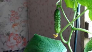 Огород на подоконнике 11.01.2016 Огурцы и базилик