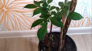 Пальма пятнистая – Аморфофаллус