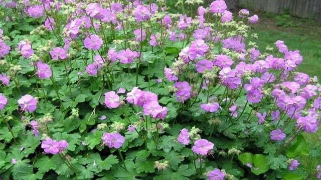 ✿САМЫЕ НЕПРИХОТЛИВЫЕ САДОВЫЕ МНОГОЛЕТНИКИ✿
