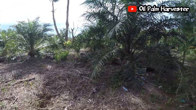 Oil palm plantations at the age of 3 years have already harvested 5 times