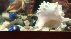 Уход за аквариумными креветками. Разводим креветок.