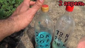 Очень важная подкормка БАРХАТЦЕВ (Тагетес). Чем подкормить БАРХАТЦЫ чтобы цветок был крупным.