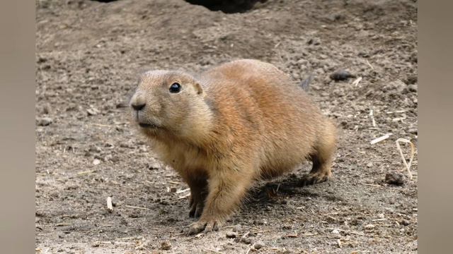 Найдите неправильное животное /Find the wrong animal/ Смешные животные / Funny animals смотреть онлайн