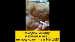 Делаем вакцину МУЛЬТИФЕЛ-4 нашим КОТИКАМ