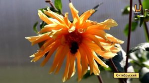 209 георгин растут в саду участницы проекта "Мой райский уголок"