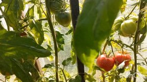 Коллекционный томат Ранний оранжевый  Розали