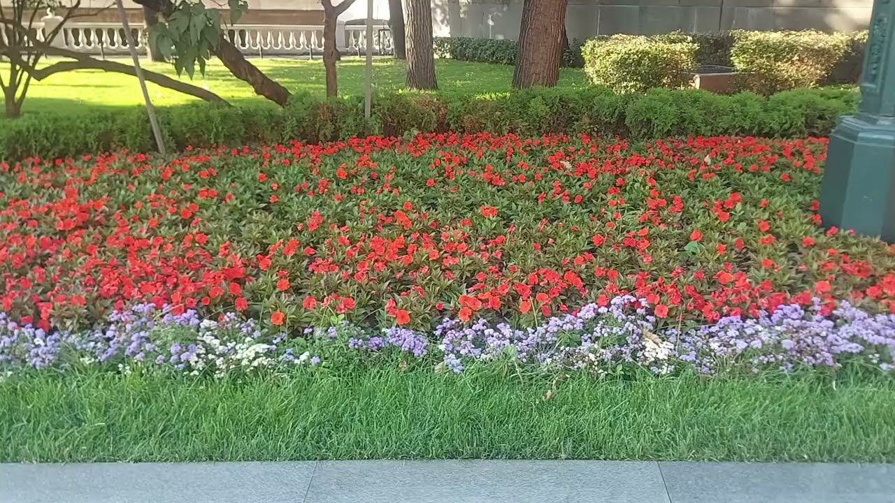 Александровский сад (01.09.23)