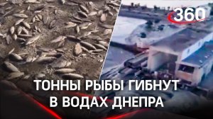 Боль рыболова: тонны рыбы гибнут и гниют на дне отступивших вод Днепра после подрыва Каховской ГЭС