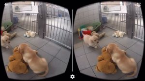 VR Dog Sim 360 Google Cardboard Virtual Reality 3D Gameplay 1080p