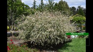Dappled Arctic Willow | Hakuro Nishiki