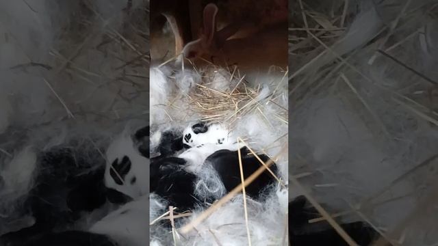 крольчиха родила разведение кроликов дача смотреть онлайн