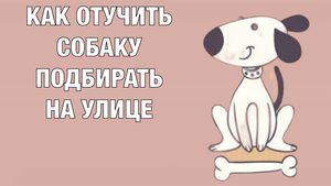 Как отучить собаку подбирать на улице.