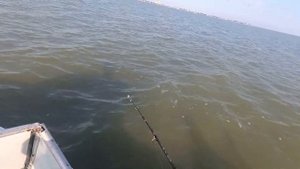 Рыбалка в Ейске, август 2019