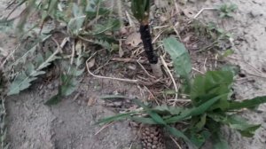 Прививка кедра на кедр Сибирский, ранняя плодоношение