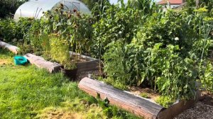 Уход за садом а августе. Любимый сад. Минута для сада. #сад #дача