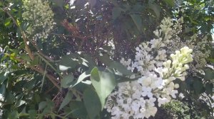 Сирень белая в Сибири/White lilac in Siberia