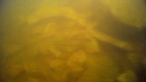 Как ведет себя щука в мутной воде
